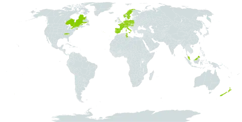 Teucrium scorodonia world distribution map, present in Austria, Canada, Switzerland, Czech Republic, Germany, Spain, France, United Kingdom of Great Britain and Northern Ireland, Hungary, Ireland, Italy, Malaysia, Netherlands, Norway, New Zealand, Poland, Portugal, Sweden, Tunisia, and United States of America