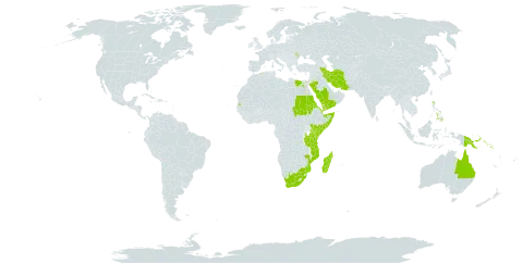 Thalassodendron ciliatum world distribution map, present in Andorra, Australia, Comoros, Djibouti, Algeria, Egypt, Eritrea, Iran (Islamic Republic of), Kenya, Sri Lanka, Moldova (Republic of), Madagascar, Maldives, Mozambique, Mauritius, Philippines, Palau, Papua New Guinea, Saudi Arabia, Sudan, Singapore, Solomon Islands, Somalia, Seychelles, Tanzania, United Republic of, United States of America, Yemen, and South Africa