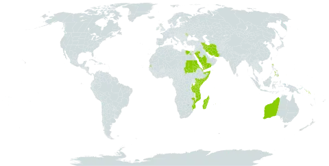 Thalassodendron world distribution map, present in Andorra, Australia, Comoros, Djibouti, Egypt, Eritrea, Iran (Islamic Republic of), Kenya, Moldova (Republic of), Madagascar, Maldives, Mozambique, Mauritius, Philippines, Palau, Saudi Arabia, Sudan, Singapore, Solomon Islands, Somalia, Seychelles, Tanzania, United Republic of, United States of America, and Yemen