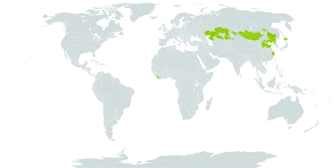 Thalictrum aquilegiifolium var. sibiricum world distribution map, present in China, Japan, Kazakhstan, Liberia, Mongolia, and Korea (Democratic People's Republic of)