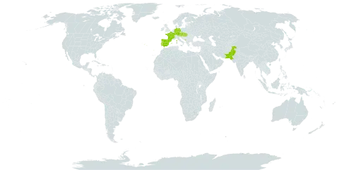 Thalictrum minus subsp. majus world distribution map, present in Andorra, Austria, Czech Republic, Germany, Spain, France, Hungary, Montenegro, Pakistan, Portugal, Slovakia, and Slovenia