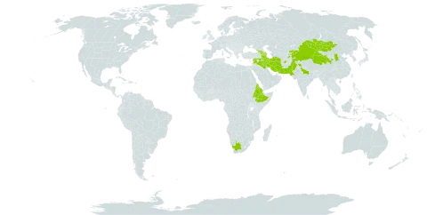 Thalictrum minus subsp. maxwellii world distribution map, present in Afghanistan, Armenia, Azerbaijan, China, Eritrea, Ethiopia, Georgia, India, Iran (Islamic Republic of), Iraq, Kyrgyzstan, Mongolia, Pakistan, Syrian Arab Republic, Tajikistan, and South Africa