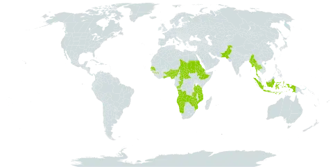 Thelepogon elegans world distribution map, present in Angola, Benin, Central African Republic, Congo, Eritrea, Ethiopia, Ghana, Guinea, Indonesia, Myanmar, Mozambique, Namibia, Nigeria, Pakistan, Sudan, Senegal, Chad, Togo, Thailand, Tanzania, United Republic of, Uganda, Zambia, and Zimbabwe