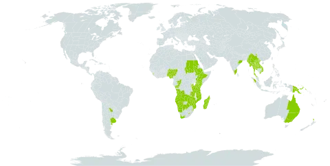 Thelypteris confluens world distribution map, present in Angola, Argentina, Australia, Burundi, Botswana, China, Congo, Ethiopia, Indonesia, India, Kenya, Lao People's Democratic Republic, Sri Lanka, Lesotho, Madagascar, Myanmar, Mozambique, Malawi, Namibia, Nigeria, New Zealand, Papua New Guinea, Rwanda, Sudan, eSwatini, Thailand, Tanzania, United Republic of, Uganda, Viet Nam, South Africa, Zambia, and Zimbabwe