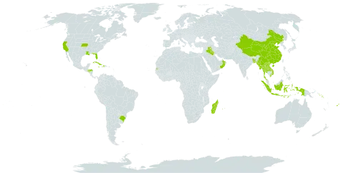 Themeda quadrivalvis world distribution map, present in Andorra, Bangladesh, Brazil, China, Comoros, Cuba, Dominica, Fiji, Honduras, Haiti, Indonesia, Iraq, Jamaica, Lao People's Democratic Republic, Madagascar, Myanmar, Mauritius, Nepal, Oman, Réunion, Solomon Islands, Seychelles, Turks and Caicos Islands, Thailand, United States of America, and Viet Nam