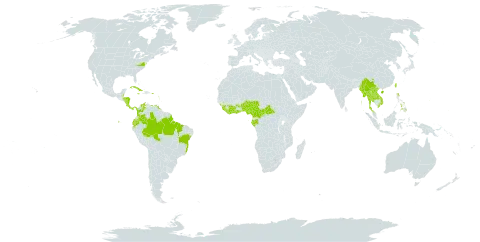 Theobroma cacao world distribution map, present in American Samoa, Antigua and Barbuda, Benin, Bonaire, Sint Eustatius and Saba, Belize, Brazil, Barbados, Central African Republic, China, Côte d'Ivoire, Cameroon, Cook Islands, Colombia, Costa Rica, Cuba, Cayman Islands, Dominica, Ecuador, Fiji, Micronesia (Federated States of), Gabon, Ghana, Guinea, Guadeloupe, Equatorial Guinea, Grenada, Guam, Honduras, India, Jamaica, Lao People's Democratic Republic, Liberia, Saint Lucia, Sri Lanka, Myanmar, Northern Mariana Islands, Martinique, Nigeria, Nicaragua, Niue, Panama, Philippines, Puerto Rico, Sierra Leone, Sao Tome and Principe, Thailand, Taiwan, Province of China, United States of America, Venezuela (Bolivarian Republic of), and Viet Nam