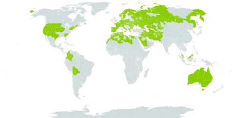 Thinopyrum world distribution map, present in Afghanistan, Albania, Australia, Austria, Bulgaria, Bolivia (Plurinational State of), Switzerland, Colombia, Cyprus, Czech Republic, Germany, Denmark, Algeria, Egypt, Spain, Finland, Falkland Islands (Malvinas), France, Georgia, Greece, Hungary, Ireland, Iran (Islamic Republic of), Iraq, Italy, Kazakhstan, Kyrgyzstan, Libya, Morocco, Malaysia, Netherlands, Norway, Pakistan, Palau, Poland, Portugal, Romania, Russian Federation, Saudi Arabia, Singapore, Svalbard and Jan Mayen, Sweden, Turks and Caicos Islands, Turkmenistan, Tunisia, Ukraine, United States of America, and Uzbekistan