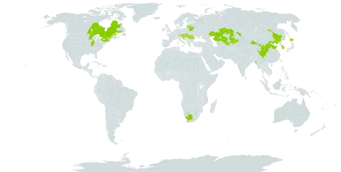 Thladiantha dubia world distribution map, present in Austria, Belarus, Canada, China, Croatia, Hungary, Japan, Kazakhstan, Kyrgyzstan, Korea (Republic of), Lithuania, Latvia, Myanmar, Romania, Slovakia, Slovenia, United States of America, Uzbekistan, and South Africa