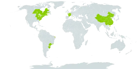 Thuja occidentalis world distribution map, present in Brazil, Canada, China, France, and United States of America