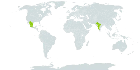 Thymophylla tenuifolia world distribution map, present in American Samoa, India, Mexico, and Mauritius