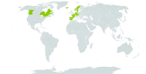 Thymus praecox subsp. britannicus world distribution map, present in Austria, Canada, Czech Republic, Germany, Spain, France, United Kingdom of Great Britain and Northern Ireland, Ireland, Iceland, Norway, Portugal, and Sweden