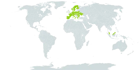 Thymus pulegioides subsp. pulegioides world distribution map, present in Albania, Austria, Bulgaria, Belarus, Switzerland, Czech Republic, Germany, Denmark, Spain, Finland, France, Micronesia (Federated States of), United Kingdom of Great Britain and Northern Ireland, Greece, Hungary, Ireland, Italy, Malaysia, Netherlands, Norway, Poland, Portugal, Romania, Sweden, and Ukraine