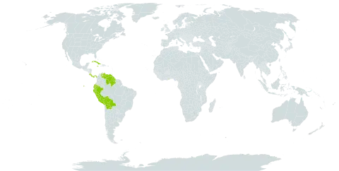 Tillandsia complanata world distribution map, present in Bolivia (Plurinational State of), Brazil, Costa Rica, Cuba, Ecuador, Ghana, Guyana, Jamaica, Panama, Peru, and Venezuela (Bolivarian Republic of)