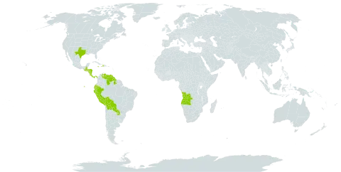 Tinantia world distribution map, present in Angola, Bolivia (Plurinational State of), Costa Rica, Dominica, Ecuador, Guatemala, Guyana, Honduras, Haiti, Jamaica, Nicaragua, Panama, Peru, Paraguay, United States of America, and Venezuela (Bolivarian Republic of)