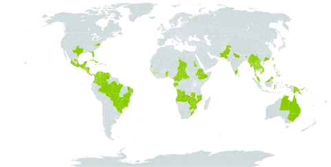 Tithonia diversifolia world distribution map, present in Angola, American Samoa, Antigua and Barbuda, Australia, Benin, Bahamas, Belize, Brazil, Barbados, Central African Republic, China, Cameroon, Cook Islands, Colombia, Costa Rica, Cuba, Dominica, Spain, Ethiopia, Fiji, Micronesia (Federated States of), Gabon, Guinea, Guadeloupe, Grenada, Guatemala, Guam, Hong Kong, Honduras, Indonesia, India, Jamaica, Lao People's Democratic Republic, Saint Lucia, Sri Lanka, Maldives, Mexico, Myanmar, Mozambique, Montserrat, Martinique, Mauritius, Malaysia, Nicaragua, Niue, Nepal, Pakistan, Panama, Philippines, Papua New Guinea, Puerto Rico, Réunion, Sudan, El Salvador, Sao Tome and Principe, eSwatini, Seychelles, Chad, Togo, Thailand, Trinidad and Tobago, Taiwan, Province of China, United States of America, Venezuela (Bolivarian Republic of), Viet Nam, South Africa, Zambia, and Zimbabwe