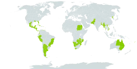 Tithonia rotundifolia world distribution map, present in Argentina, Australia, Bonaire, Sint Eustatius and Saba, Bangladesh, Belize, Brazil, Bhutan, Botswana, Colombia, Costa Rica, Cuba, Fiji, Guadeloupe, Guatemala, Honduras, India, Saint Lucia, Mexico, Myanmar, Mozambique, Martinique, Namibia, Nicaragua, Nepal, Pakistan, Panama, Peru, Puerto Rico, Korea (Democratic People's Republic of), Sudan, El Salvador, eSwatini, Trinidad and Tobago, United States of America, Venezuela (Bolivarian Republic of), Viet Nam, South Africa, Zambia, and Zimbabwe