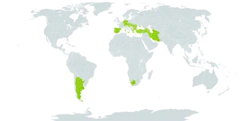 Tordylium maximum world distribution map, present in Albania, Andorra, Argentina, Armenia, Austria, Azerbaijan, Belgium, Bulgaria, Bosnia and Herzegovina, Switzerland, Cyprus, Czech Republic, Germany, Spain, France, United Kingdom of Great Britain and Northern Ireland, Georgia, Greece, Croatia, Hungary, Iran (Islamic Republic of), Italy, Moldova (Republic of), North Macedonia, Montenegro, Portugal, Romania, Serbia, Slovakia, Slovenia, Turkmenistan, Turkey, Ukraine, and South Africa