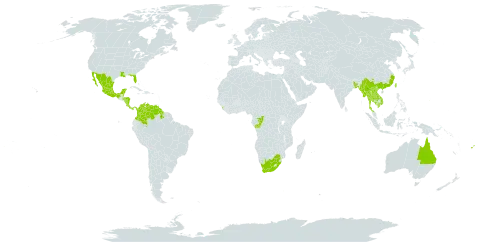 Torenia fournieri world distribution map, present in Australia, Bangladesh, Belize, China, Congo, Colombia, Costa Rica, Fiji, Guam, Guyana, Honduras, Cambodia, Lao People's Democratic Republic, Sri Lanka, Mexico, Myanmar, Nicaragua, Nepal, Panama, Thailand, Taiwan, Province of China, United States of America, Venezuela (Bolivarian Republic of), Viet Nam, and South Africa