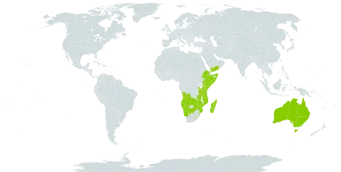 Trachyandra world distribution map, present in Angola, Australia, Botswana, Cabo Verde, Ethiopia, Kenya, Lesotho, Madagascar, Mozambique, Namibia, Rwanda, Somalia, eSwatini, Tanzania, United Republic of, Uganda, Yemen, Zambia, and Zimbabwe