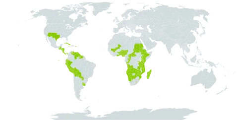 Trachypogon world distribution map, present in Angola, Benin, Burkina Faso, Belize, Bolivia (Plurinational State of), Botswana, Central African Republic, Congo, Cabo Verde, Costa Rica, Cuba, Ecuador, Ethiopia, Ghana, Guatemala, Guyana, Honduras, Kenya, Lesotho, Madagascar, Mali, Mozambique, Namibia, Nigeria, Nicaragua, Panama, Peru, Puerto Rico, Paraguay, Rwanda, Sudan, Suriname, eSwatini, Togo, Tanzania, United Republic of, Uganda, Uruguay, United States of America, Venezuela (Bolivarian Republic of), Zambia, and Zimbabwe