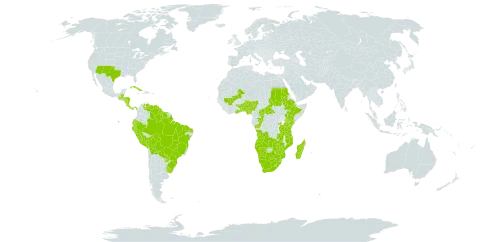 Trachypogon spicatus world distribution map, present in Angola, Benin, Burkina Faso, Belize, Bolivia (Plurinational State of), Brazil, Botswana, Central African Republic, Congo, Cabo Verde, Costa Rica, Cuba, Ecuador, Ethiopia, Ghana, Guatemala, Guyana, Honduras, Kenya, Lesotho, Madagascar, Mali, Mozambique, Namibia, Nigeria, Nicaragua, Panama, Peru, Paraguay, Rwanda, Sudan, Suriname, eSwatini, Togo, Tanzania, United Republic of, Uganda, Uruguay, United States of America, Venezuela (Bolivarian Republic of), South Africa, Zambia, and Zimbabwe