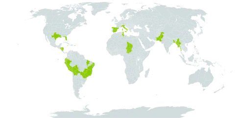 Tradescantia pallida world distribution map, present in Åland Islands, Bangladesh, Bahamas, Bolivia (Plurinational State of), Brazil, Dominica, Ecuador, Spain, Honduras, Italy, Jamaica, Myanmar, Nicaragua, Pakistan, Peru, Puerto Rico, Chad, Tunisia, and United States of America