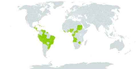 Tragia volubilis world distribution map, present in Angola, Belize, Bolivia (Plurinational State of), Brazil, Central African Republic, Congo, Costa Rica, Cuba, Dominica, Ecuador, Gabon, Ghana, Guatemala, Honduras, Haiti, Jamaica, Liberia, Nigeria, Nicaragua, Panama, Peru, Puerto Rico, Paraguay, Sudan, Sierra Leone, Suriname, Togo, Uganda, Uruguay, Venezuela (Bolivarian Republic of), and Zimbabwe