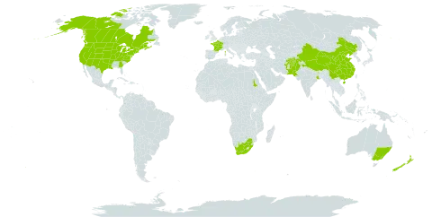 Tragopogon dubius world distribution map, present in Afghanistan, Australia, Canada, China, France, India, New Zealand, Pakistan, Sudan, United States of America, and South Africa