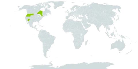 Tragopogon mirus world distribution map, present in Canada and United States of America