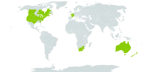 Tragopogon porrifolius world distribution map, present in Australia, Canada, France, New Zealand, United States of America, and South Africa