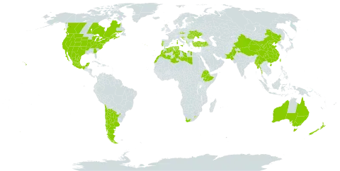 Tragopogon porrifolius subsp. porrifolius world distribution map, present in Albania, Argentina, Australia, Canada, Chile, China, Czech Republic, Algeria, Spain, Ethiopia, France, United Kingdom of Great Britain and Northern Ireland, Gibraltar, Croatia, India, Italy, Libya, Lesotho, Morocco, Monaco, Moldova (Republic of), Mexico, Myanmar, New Zealand, Pakistan, Portugal, Romania, Saudi Arabia, Slovenia, Tunisia, Turkey, Taiwan, Province of China, Ukraine, United States of America, and South Africa