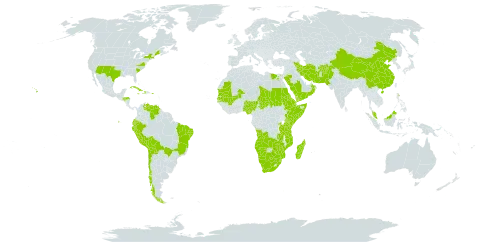 Tragus berteronianus world distribution map, present in Aruba, Afghanistan, Angola, Burkina Faso, Bolivia (Plurinational State of), Brazil, Botswana, Chile, China, Cuba, Djibouti, Dominica, Ecuador, Egypt, Eritrea, Ethiopia, Honduras, Haiti, Iran (Islamic Republic of), Jamaica, Kenya, Madagascar, Mali, Mozambique, Mauritania, Malaysia, Namibia, Nigeria, Oman, Pakistan, Peru, Puerto Rico, Rwanda, Saudi Arabia, Sudan, Senegal, Somalia, eSwatini, Chad, Tanzania, United Republic of, Uganda, United States of America, Venezuela (Bolivarian Republic of), Yemen, South Africa, Zambia, and Zimbabwe