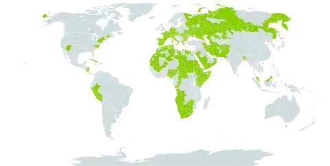 Tragus racemosus world distribution map, present in Afghanistan, Angola, Albania, Austria, Bangladesh, Bulgaria, Botswana, Central African Republic, Switzerland, Congo, Cuba, Czech Republic, Germany, Algeria, Egypt, Eritrea, Spain, Ethiopia, France, Greece, Hungary, Iran (Islamic Republic of), Italy, Jamaica, Kazakhstan, Kenya, Libya, Lesotho, Morocco, Mali, Mauritania, Mauritius, Malaysia, Namibia, Nigeria, Nicaragua, Oman, Pakistan, Peru, Palau, Réunion, Romania, Russian Federation, Saudi Arabia, Sudan, Somalia, Turks and Caicos Islands, Chad, Turkmenistan, Tunisia, Ukraine, United States of America, Yemen, South Africa, and Zimbabwe