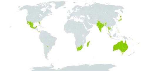 Trema world distribution map, present in Argentina, American Samoa, Australia, Bahamas, Bermuda, China, Fiji, Ghana, Hong Kong, Indonesia, India, Japan, Sri Lanka, Madagascar, Mexico, Panama, Philippines, Papua New Guinea, Puerto Rico, Solomon Islands, Thailand, United States of America, and South Africa