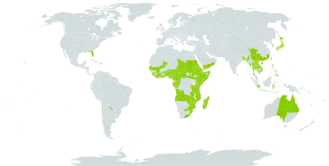 Trema orientalis world distribution map, present in Angola, Argentina, American Samoa, Australia, Burundi, Benin, Burkina Faso, Bangladesh, Brunei Darussalam, Central African Republic, China, Côte d'Ivoire, Cameroon, Congo, Eritrea, Ethiopia, Fiji, Micronesia (Federated States of), Gabon, Ghana, Guinea, Gambia, Equatorial Guinea, Guam, Indonesia, India, Iceland, Japan, Kenya, Cambodia, Kiribati, Lao People's Democratic Republic, Liberia, Sri Lanka, Madagascar, Marshall Islands, Mali, Myanmar, Northern Mariana Islands, Mozambique, Mauritius, Malawi, Malaysia, Mayotte, Nigeria, Nepal, Oman, Philippines, Palau, Papua New Guinea, Réunion, Rwanda, Saudi Arabia, Sudan, Senegal, Solomon Islands, Sierra Leone, Somalia, South Sudan, Sao Tome and Principe, eSwatini, Seychelles, Chad, Togo, Thailand, Tonga, Taiwan, Province of China, Tanzania, United Republic of, Uganda, United States Minor Outlying Islands, United States of America, Viet Nam, Yemen, South Africa, Zambia, and Zimbabwe