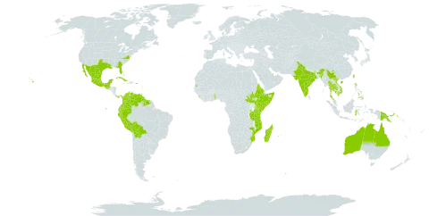 Tribulus cistoides world distribution map, present in French Southern Territories, Antigua and Barbuda, Australia, Bonaire, Sint Eustatius and Saba, Bahamas, Bolivia (Plurinational State of), China, Colombia, Cabo Verde, Cuba, Cayman Islands, Ecuador, Eritrea, Ethiopia, Guadeloupe, Grenada, Guatemala, Guyana, Indonesia, India, Jamaica, Kenya, Cambodia, Kiribati, Sri Lanka, Madagascar, Mexico, Mozambique, Martinique, Mauritius, Panama, Peru, Philippines, Papua New Guinea, Puerto Rico, Qatar, Réunion, Somalia, South Sudan, Suriname, Seychelles, Turks and Caicos Islands, Togo, Thailand, Trinidad and Tobago, Taiwan, Province of China, Tanzania, United Republic of, United States Minor Outlying Islands, United States of America, Venezuela (Bolivarian Republic of), and Viet Nam