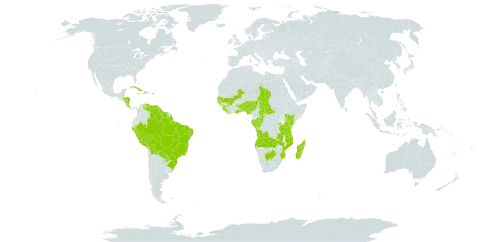 Trichanthecium parvifolium world distribution map, present in Angola, Benin, Burkina Faso, Belize, Bolivia (Plurinational State of), Brazil, Botswana, Central African Republic, Congo, Costa Rica, Cuba, Dominica, Gabon, Ghana, Guinea, Guinea-Bissau, Guyana, Honduras, Haiti, Jamaica, Kenya, Liberia, Madagascar, Mali, Mozambique, Nigeria, Nicaragua, Peru, Puerto Rico, Paraguay, Rwanda, Senegal, Sierra Leone, Suriname, Chad, Togo, Tanzania, United Republic of, Uganda, Venezuela (Bolivarian Republic of), and Zambia