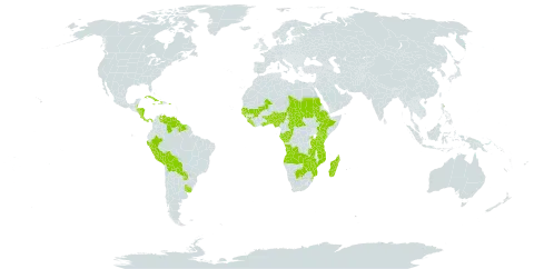 Trichanthecium world distribution map, present in Angola, Benin, Burkina Faso, Belize, Bolivia (Plurinational State of), Botswana, Central African Republic, Congo, Costa Rica, Cuba, Dominica, Ethiopia, Gabon, Ghana, Guinea, Gambia, Guinea-Bissau, Guyana, Honduras, Haiti, Jamaica, Kenya, Liberia, Madagascar, Mali, Mozambique, Nigeria, Nicaragua, Panama, Peru, Puerto Rico, Paraguay, Rwanda, Sudan, Senegal, Sierra Leone, Suriname, eSwatini, Chad, Togo, Tanzania, United Republic of, Uganda, Uruguay, Venezuela (Bolivarian Republic of), Zambia, and Zimbabwe