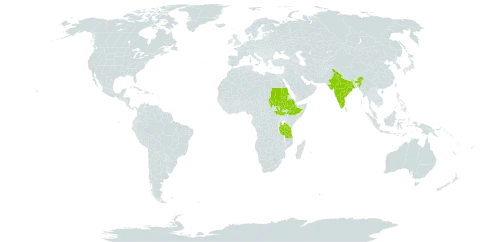 Trichodesma inaequale world distribution map, present in Ethiopia, India, Sudan, South Sudan, and Tanzania, United Republic of