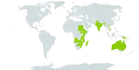 Trichodesma zeylanicum world distribution map, present in Angola, Australia, Barbados, Botswana, Comoros, Algeria, Ethiopia, Fiji, India, Kenya, Sri Lanka, Madagascar, Maldives, Myanmar, Mozambique, Malawi, Philippines, Papua New Guinea, Sudan, South Sudan, eSwatini, Seychelles, Tanzania, United Republic of, Uganda, Viet Nam, South Africa, Zambia, and Zimbabwe