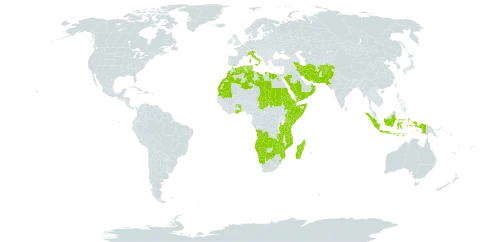 Tricholaena world distribution map, present in Afghanistan, Angola, Botswana, Cabo Verde, Djibouti, Algeria, Egypt, Eritrea, Ethiopia, Ghana, Indonesia, Iran (Islamic Republic of), Italy, Kenya, Libya, Morocco, Madagascar, Mozambique, Mauritania, Namibia, Oman, Pakistan, Palau, Réunion, Saudi Arabia, Sudan, Singapore, Somalia, eSwatini, Chad, Togo, Tunisia, Tanzania, United Republic of, Uganda, Yemen, Zambia, and Zimbabwe