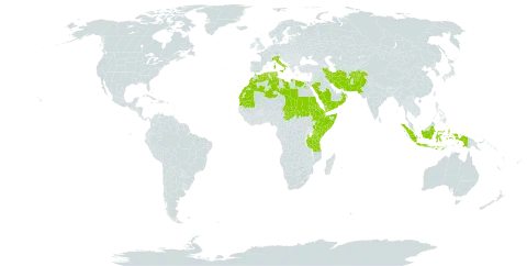 Tricholaena teneriffae subsp. teneriffae world distribution map, present in Afghanistan, Djibouti, Algeria, Egypt, Eritrea, Ethiopia, Indonesia, Iran (Islamic Republic of), Italy, Kenya, Libya, Morocco, Mauritania, Oman, Pakistan, Palau, Saudi Arabia, Sudan, Singapore, Somalia, Chad, Tunisia, Tanzania, United Republic of, Uganda, and Yemen