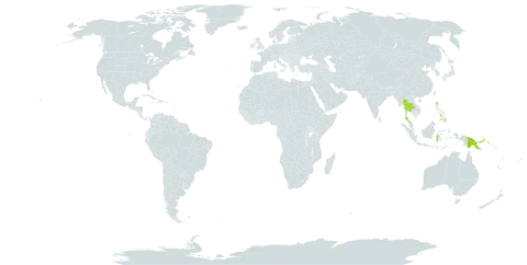 Trichomanes brevipes world distribution map, present in Micronesia (Federated States of), Guam, Indonesia, Northern Mariana Islands, Philippines, Papua New Guinea, Thailand, and United States of America