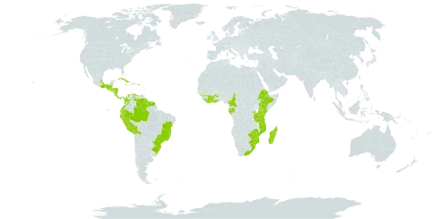 Trichomanes diaphanum world distribution map, present in Belize, Bolivia (Plurinational State of), Brazil, Côte d'Ivoire, Cameroon, Colombia, Costa Rica, Cuba, Dominica, Ecuador, Ethiopia, Gabon, Ghana, Guinea, Guadeloupe, Equatorial Guinea, Grenada, Guatemala, French Guiana, Guyana, Honduras, Jamaica, Kenya, Saint Kitts and Nevis, Liberia, Saint Lucia, Madagascar, Mexico, Mozambique, Montserrat, Martinique, Malawi, Nicaragua, Panama, Peru, Puerto Rico, Paraguay, Réunion, Rwanda, El Salvador, Sao Tome and Principe, Suriname, eSwatini, Trinidad and Tobago, Tanzania, United Republic of, Venezuela (Bolivarian Republic of), South Africa, and Zimbabwe