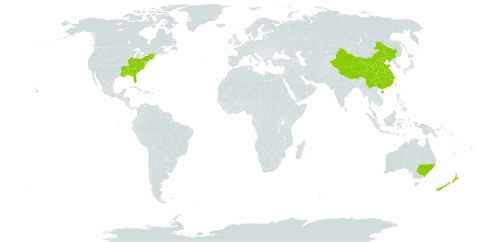 Trichomanes world distribution map, present in Australia, China, New Zealand, and United States of America