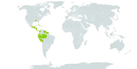 Trichomanes membranaceum world distribution map, present in Belize, Bolivia (Plurinational State of), Brazil, Colombia, Costa Rica, Cuba, Dominica, Ecuador, Guadeloupe, Grenada, Guatemala, French Guiana, Guyana, Honduras, Jamaica, Saint Kitts and Nevis, Saint Lucia, Mexico, Montserrat, Martinique, Nicaragua, Panama, Peru, Puerto Rico, Suriname, Trinidad and Tobago, United States of America, and Venezuela (Bolivarian Republic of)