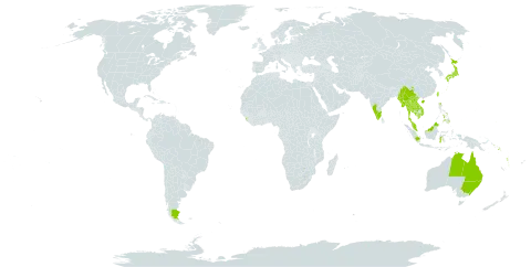 Trichomanes obscurum world distribution map, present in Argentina, Australia, China, Micronesia (Federated States of), Indonesia, India, Japan, Cambodia, Lao People's Democratic Republic, Sri Lanka, Myanmar, Malaysia, Philippines, Papua New Guinea, Singapore, Solomon Islands, Thailand, Taiwan, Province of China, Viet Nam, and Vanuatu