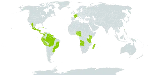 Trichomanes radicans world distribution map, present in Angola, Burundi, Bolivia (Plurinational State of), Brazil, Cameroon, Colombia, Comoros, Costa Rica, Cuba, Ecuador, France, Guadeloupe, Equatorial Guinea, Grenada, Guatemala, French Guiana, Guyana, Honduras, Jamaica, Kenya, Madagascar, Mexico, Montserrat, Martinique, Mauritius, Nigeria, Nicaragua, Panama, Peru, Puerto Rico, Paraguay, Réunion, Rwanda, El Salvador, Sao Tome and Principe, Suriname, Tanzania, United Republic of, Uganda, and Venezuela (Bolivarian Republic of)