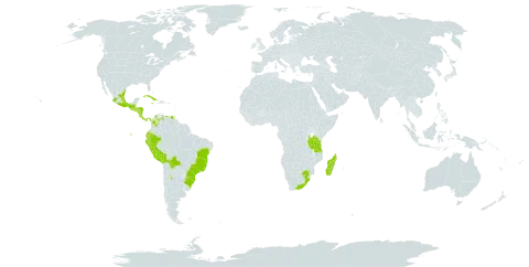 Trichomanes reptans world distribution map, present in Argentina, Bolivia (Plurinational State of), Brazil, Colombia, Costa Rica, Cuba, Ecuador, Guatemala, Honduras, Jamaica, Madagascar, Mexico, Nicaragua, Panama, Peru, El Salvador, Trinidad and Tobago, Tanzania, United Republic of, Venezuela (Bolivarian Republic of), and South Africa