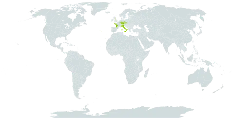 Trichomanes speciosum world distribution map, present in Czech Republic, Germany, Spain, France, United Kingdom of Great Britain and Northern Ireland, Italy, Luxembourg, and Portugal